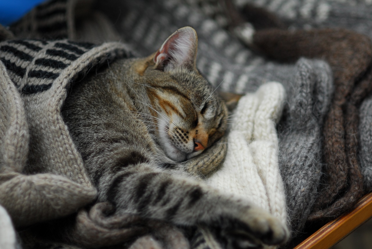 Теплый уютный кот