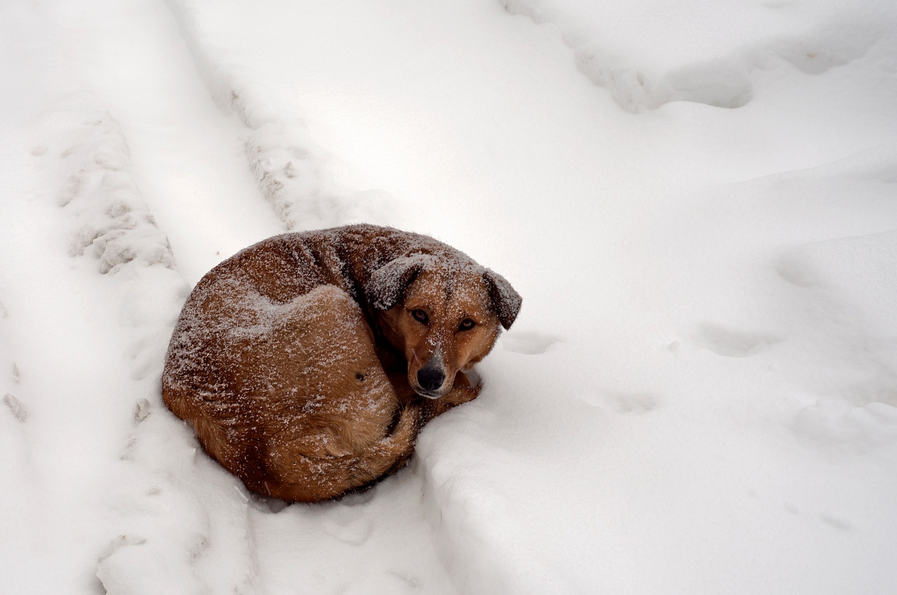 Собака в снегу
